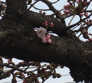 桜　旭寝具