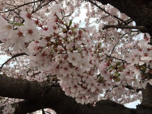 旭寝具　桜満開