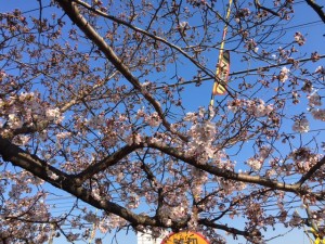 旭寝具　桜