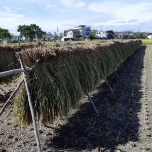 友田家稲刈り