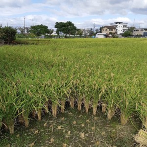 友田家田んぼ