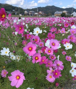 宮津コスモス