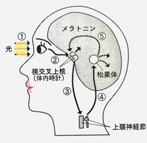 体内時計